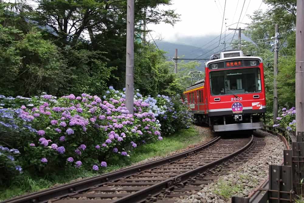 Hakone-Tozan Line's Hydrangea Train